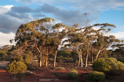 Crossing the Australian continent aboard the Indian Pacific Railway