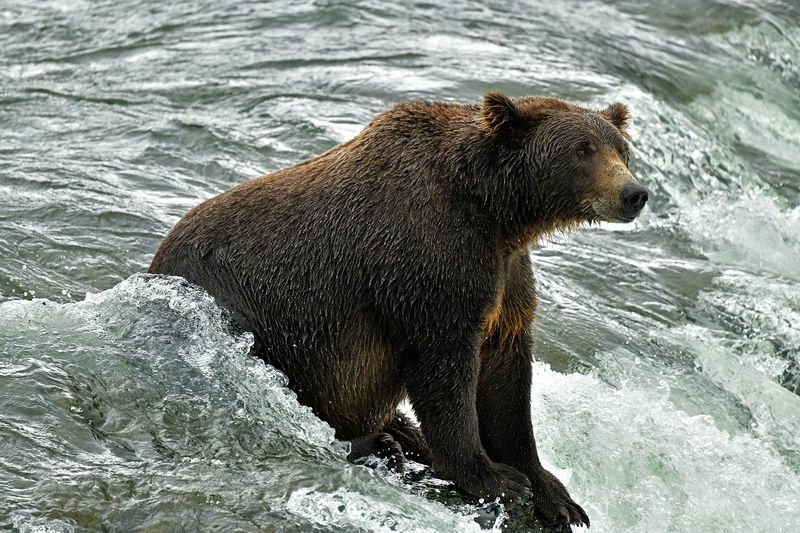 AK - Katmai NP Brooks Falls Grizzly Fishing 10.jpg
