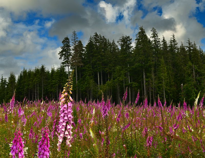 WA - Olympic National Park Foxglove Field.jpg