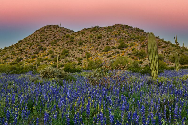 AZ - Casa Grande Lupine Field Sunrise 1.jpg