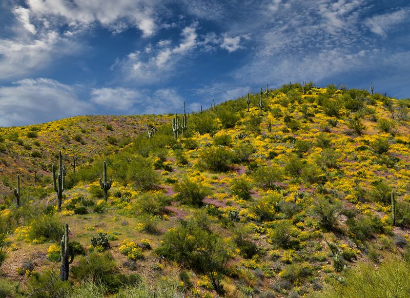 AZ - Highway 77 Wildflowers 2.jpg