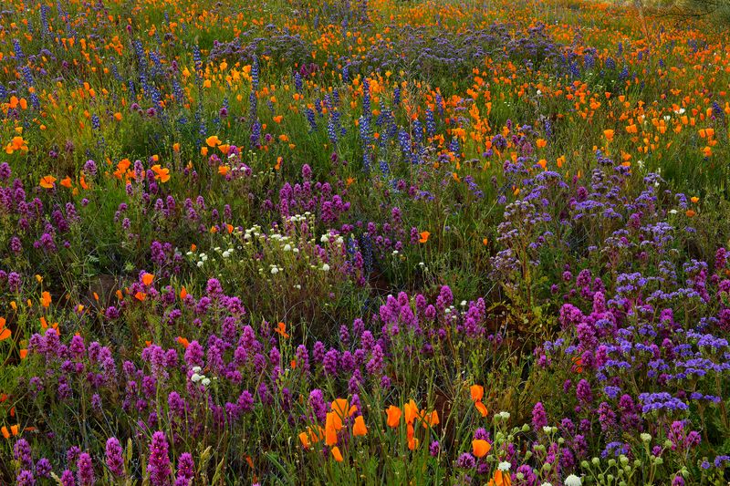 AZ - Peridot Mesa Wildflowers 2.jpg