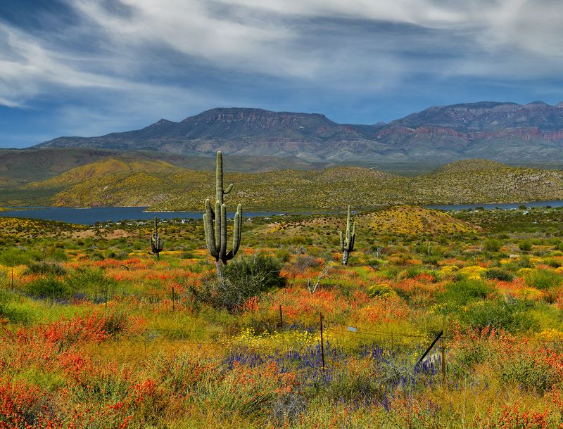 AZ - Roosevelt Lake Hillside Wildflowers 5.jpg