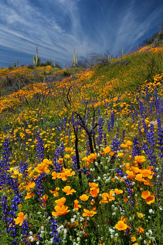 AZ - Roosevelt Lake Lupine Poppies 3.jpg