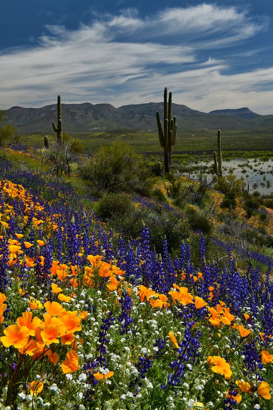 AZ - Roosevelt Lake Lupine Poppies 5.jpg