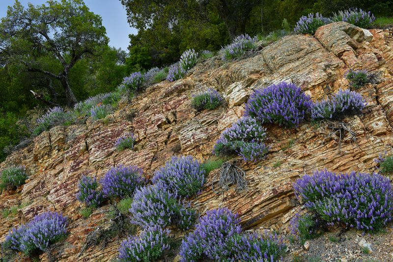 CA - Los Olivos Figueroa Mtn Bush Lupine Rocks.jpg