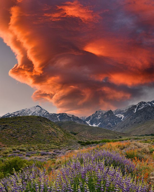 CA - Independence Eastern Sierras Bush Lupine Globemallow Sunset.jpg