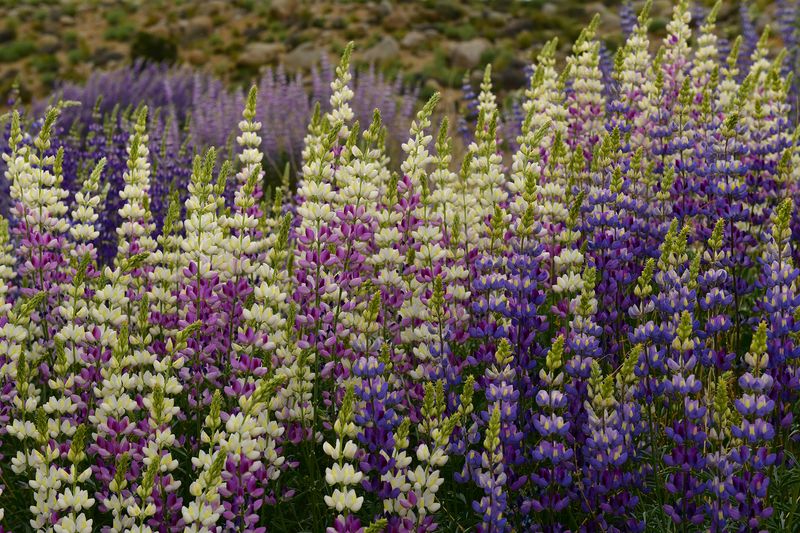 CA - Lone Pine Alabama Hills Bush Lupine 10.jpg