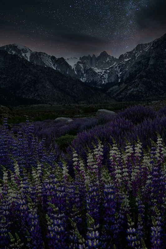 CA - Lone Pine Alabama Hills Bush Lupine Milkyway 3.jpg