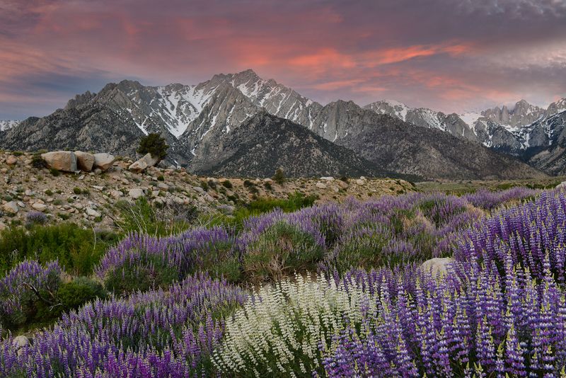 CA - Lone Pine Alabama Hills Bush Lupine Sunrise 1.jpg