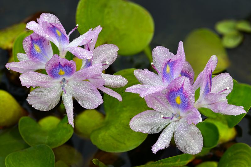 TX - Caddo Lake Hyacinth Rain Drops.jpg