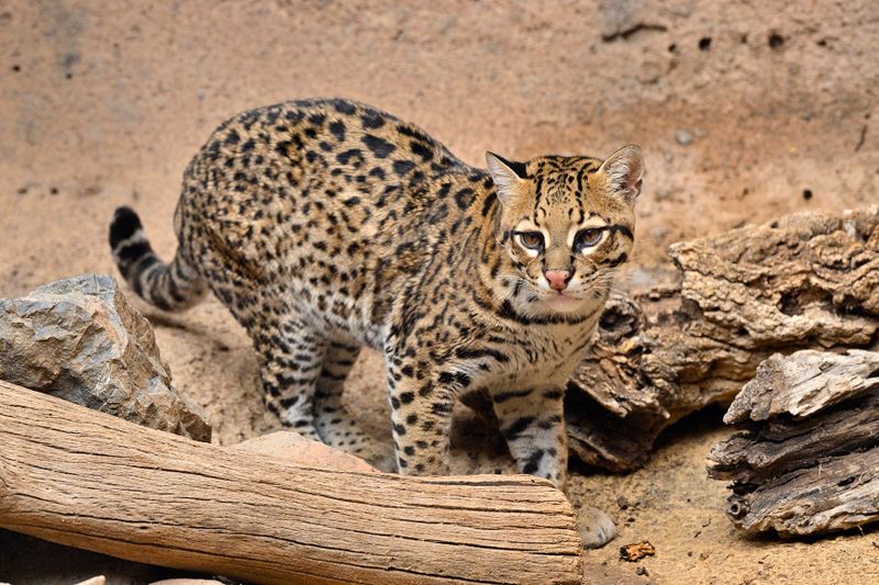 Ocelot 10.jpg