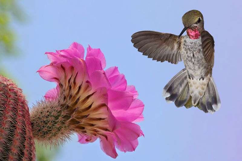 Annas Hummingbird (adolescent) hovers over a Rainbow Hedgehog blossom.jpg