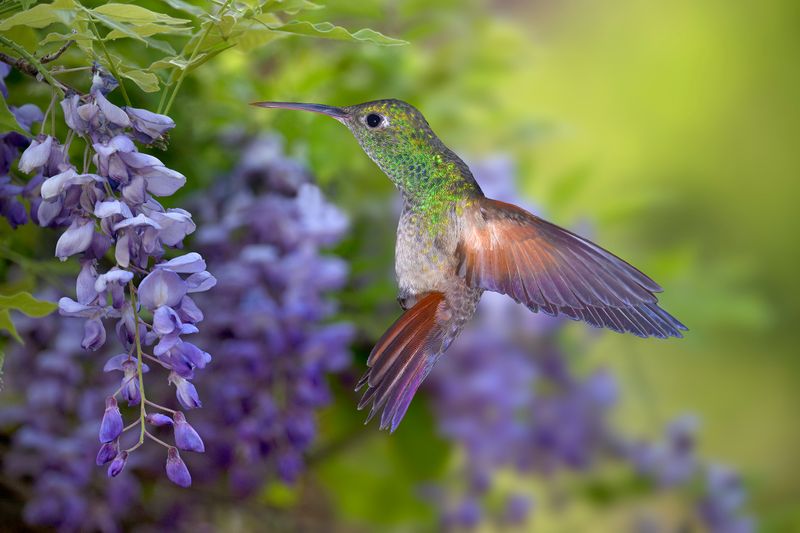 Berylline Hummingbird hovers at Wisteria Blossoms.jpg