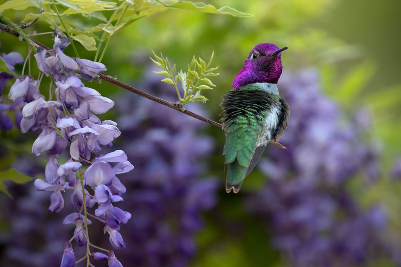 Costas Hummingbird perched on Wisteria branch.jpg