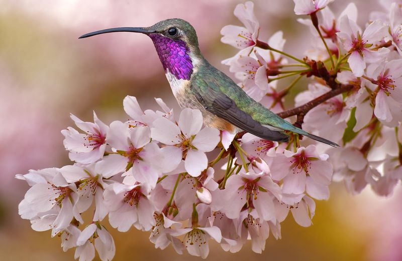 Lucifer Hummingbird and Cherry Blossoms.jpg
