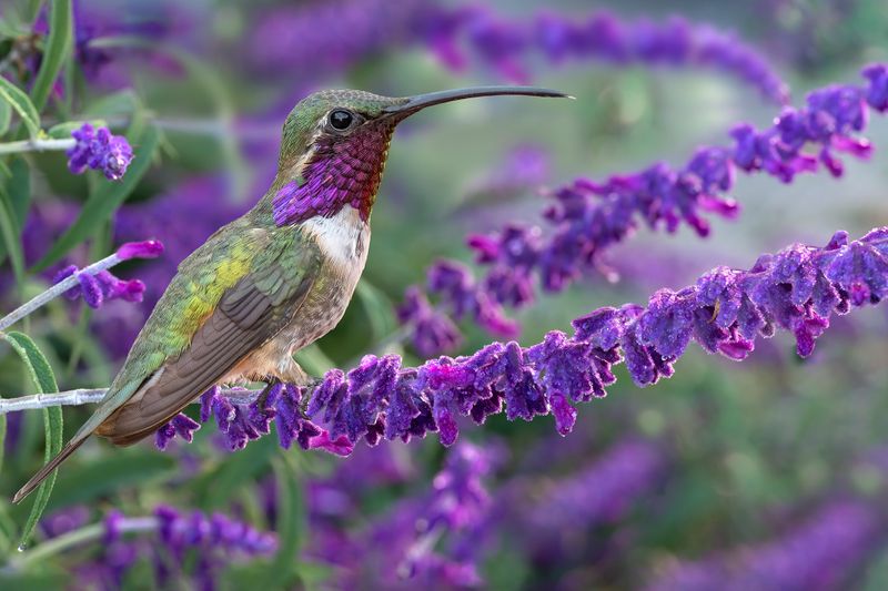 Lucifer Hummingbird and Dewdrop-clad Mexican Sage Bush.jpg
