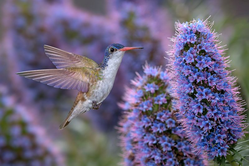 Violet Crowned Hummingbird and Pride of Madeira.jpg