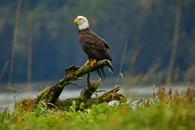 AK - Bald Eagle Haines 3.jpg