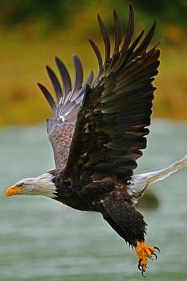 AK - Bald Eagle Haines 4.jpg