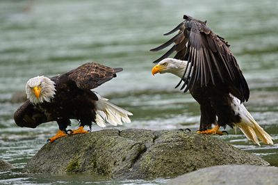 AK - Bald Eagle Haines 6.jpg