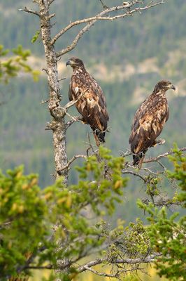 Canada - Bald Eagle Adolescents.jpg