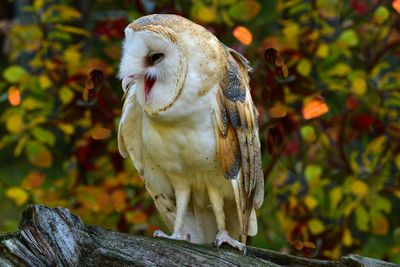 MT - Barn Owl Fall.jpg