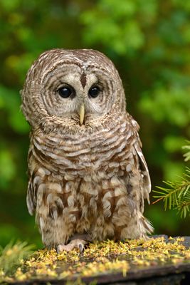 MT - Barred Owl.jpg