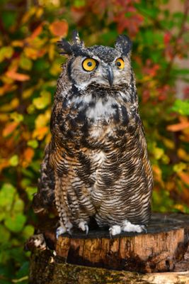 MT - Great Horned Owl Fall.jpg