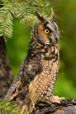 MT - Long Eared Owl.jpg