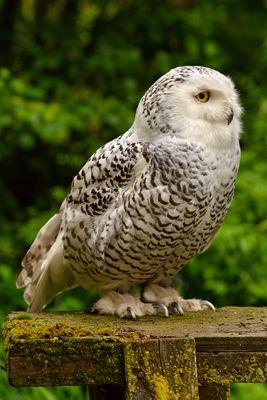 MT - Snowy Owl 2.jpg