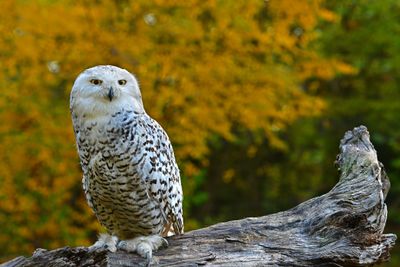 MT - Snowy Owl Fall 1.jpg