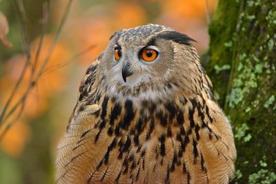 NC - Eurasian Eagle Owl 1.jpg