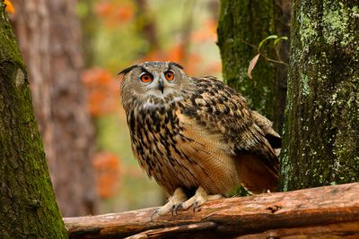 NC - Eurasian Eagle Owl 2.jpg