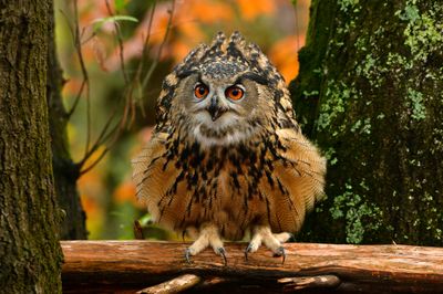 NC - Eurasian Eagle Owl 3.jpg