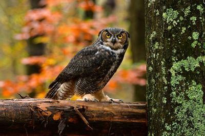 NC - Great Horned Owl.jpg