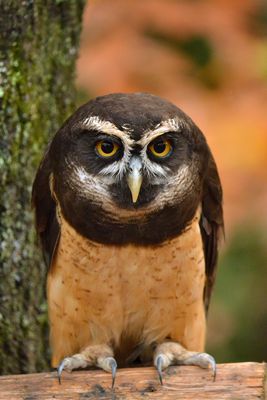 NC - Spectacled Owl 1.jpg