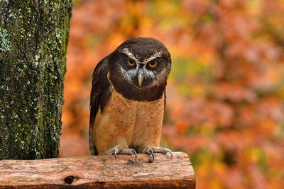 NC - Spectacled Owl 2.jpg