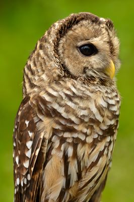 WY - Barred Owl 2.jpg