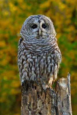 WY - Barred Owl.jpg