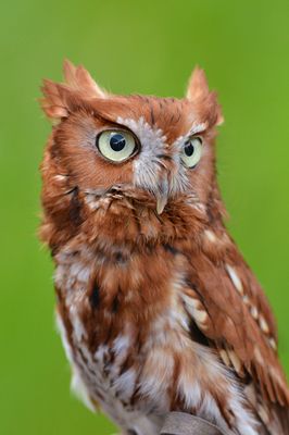 WY - Eastern Screech Owl.jpg
