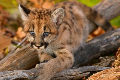 MN - Mountain Lion Cub 1.jpg