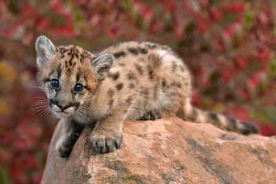 MN - Mountain Lion Cub 2.jpg