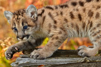 MN - Mountain Lion Cub 3.jpg
