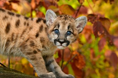 MN - Mountain Lion Cub 4.jpg