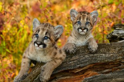 MN - Mountain Lion Cubs 2.jpg