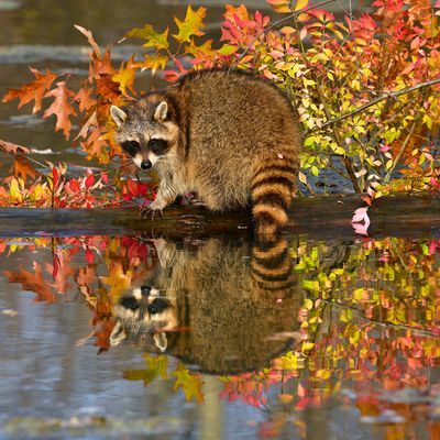 MN - Racoon 1.jpg