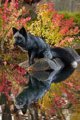 MN - Silver Fox 1.jpg