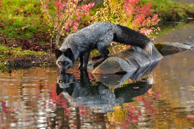 MN - Silver Fox 2.jpg