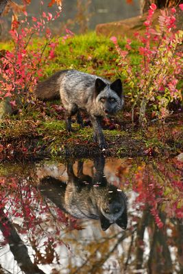 MN - Silver Fox 3.jpg